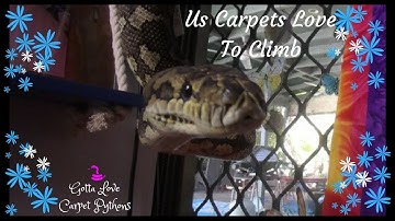 Do Big Snakes Enjoy Climbing, Ask My Coastal Carpet Python
