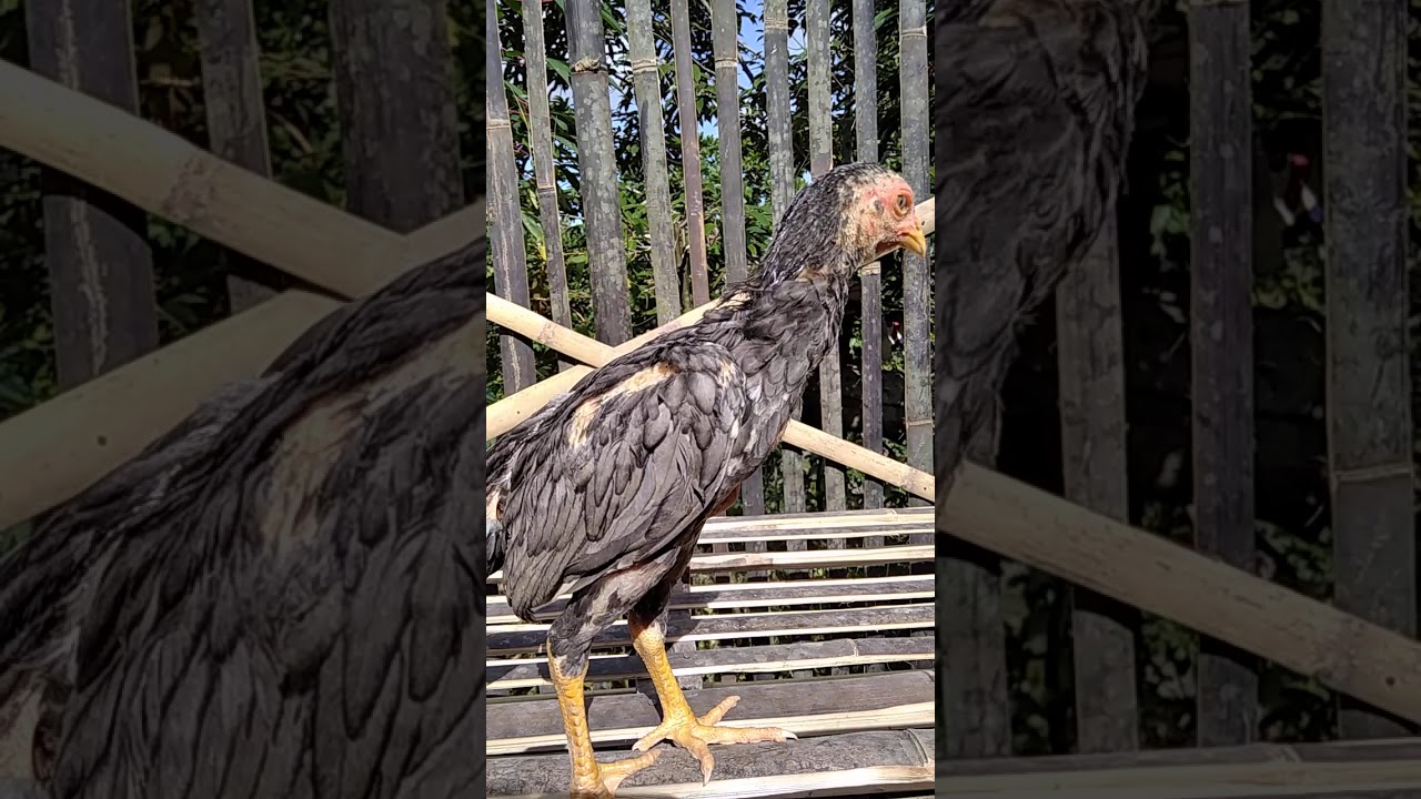 Liat Kandang Ternak Ayam Jawa Milik Saya 