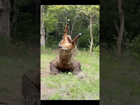 lift the goat using your mouth very strong