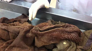 Como acontece a digestão dos animais?