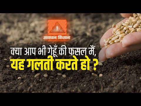 क्या आप भी गेहूँ की फसल में यह गलती करते हो?  सही समाधान एक ही वीडियो में। #agrostar #wheat #farming - क्या आप भी गेहूँ की फसल में यह गलती करते हो?  सही समाधान एक ही वीडियो में। #agrostar #wheat #farming