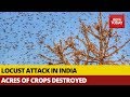 Locust Attack In India; Destroys Acres Of Crops Across North India