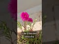 Table Rose colors #trendingshorts