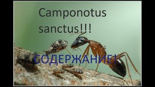 Camponotus sanctus. Описани и содержание!
