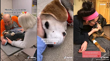 Do dogs get sad when their puppies die?