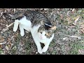 大声で鳴いて戯れ楽しんでる人懐っこくてかわいい猫ちゃん