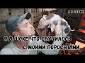 С какими проблемами я сталкиваюсь при содержании свиней на личном  ЛПХ.