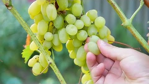 Checking Grapes