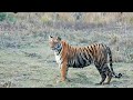 Wild Animal Tiger // جنگلی جانور چیتا