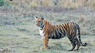 Tiger wild animal | جنگلی جانور چیتا