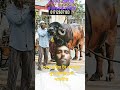৫৯:কোরবানির উপযোগী দানবীয় এক মহিষ #cow #bull #youtubeshorts #viralshorts # কোরবানি#baffalo# foryou