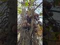 Nagamalli tree #devotional #lordshiva