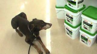 Sunday at Petco