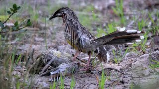 Red Wattlebirds Territorial Fight