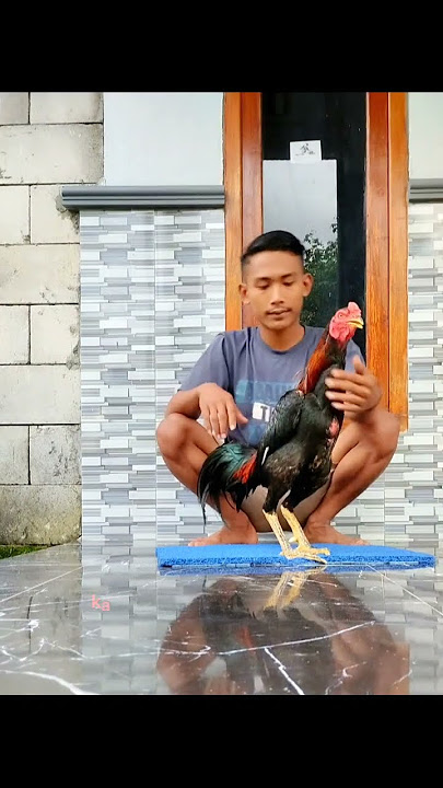 Story wa Botoh ayam