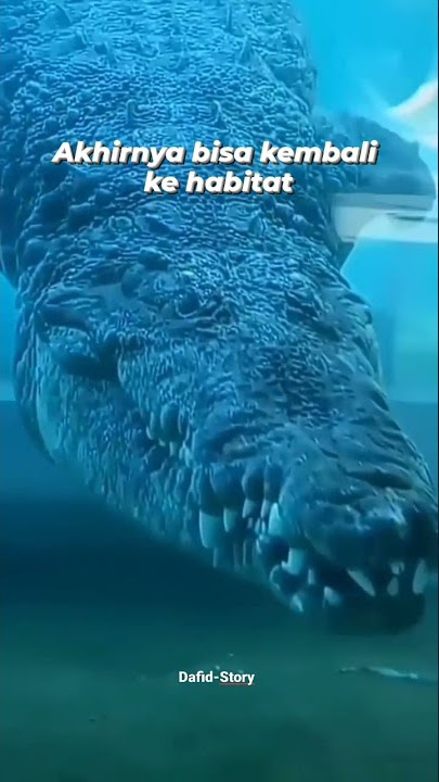 Kembali ke habitat😂 #shorts #story #storywa #subscribe #comment #share