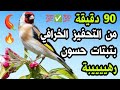 ساعة و نصف أقوى بتبتة و تستسة و شجار الحسون تخلي حسونك الصامت يغرد مهما كان صمته تحفيز خرافي ساعة و نصف أقوى بتبتة و تستسة و شجار الحسون تخلي حسونك الصامت يغرد مهما كان صمته تحفيز خرافي