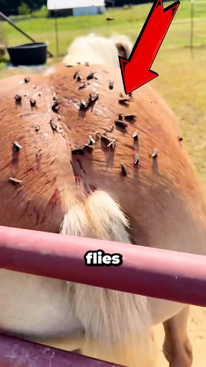 The Deadly Bite of the Horsefly 😱🐴