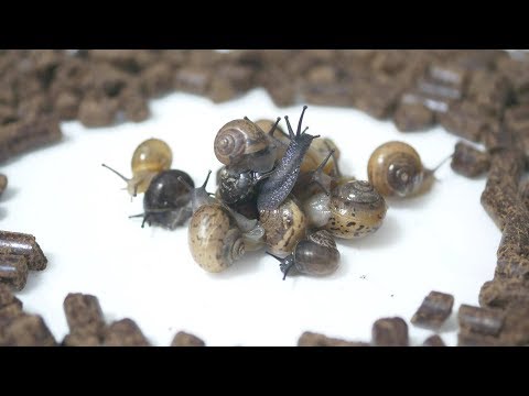大量のカタツムリをナメクジ駆除剤で囲んだら 衝撃の結果に Youtube