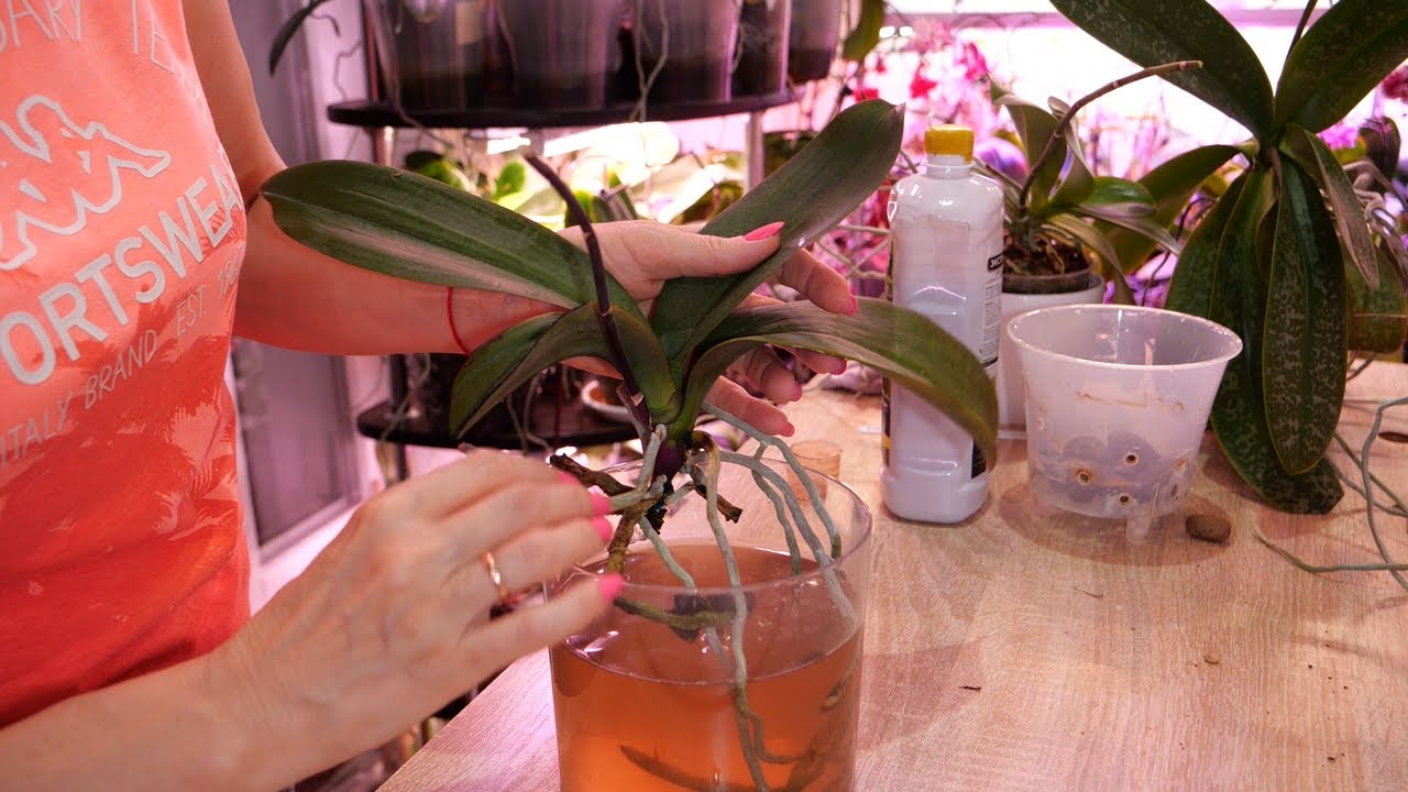 Корни сгнили Обязательно изменить| Орхидеи поженились 😆 Лампа ...