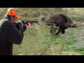 Wild boar hunting  chasse au sanglier  domuz avi   caccia al cinghiale