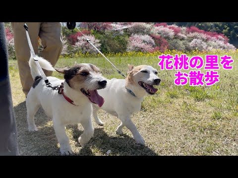 花桃の里でお散歩したジャックラッセルテリアがかわいい