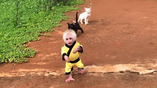 Monkey Bon enthusiastic invited his cat friends to play in the tree house