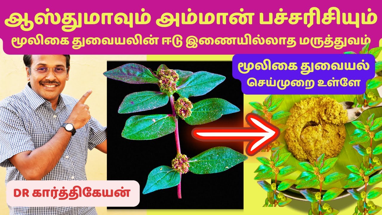 ஈடுஇணையில்லாத மூலிகை துவையல் அம்மான் பச்சரிசி | dr karthikeyan tamil