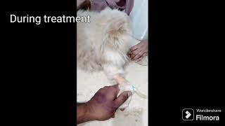 cat at hospital ( cat is getting better). by Maaz Ahmad 47 views 4 months ago 23 seconds
