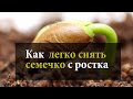 Как легко снять семечко с ростка/ Что делать, если росток не сбросил семенную оболочку