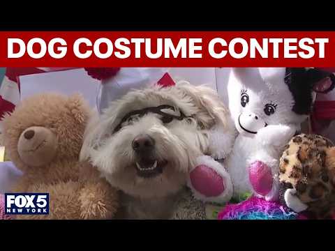 Annual great PUPkin dog costume contest