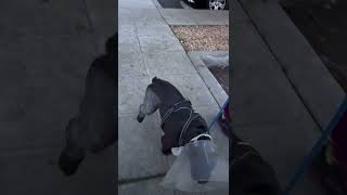 Tux Needs Help Getting Back On His Feet