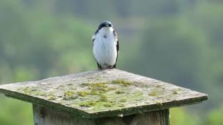 Tree swallow chirping