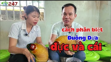 cách phân biệt con Đuông Dừa đực và cái