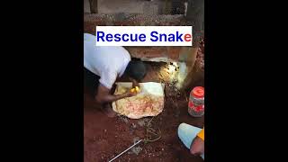 Rescue Snake #snake#ucchu#havu#nagarahavu#sarpa#nagasarpa#snak#snakevideo#snakehead#babysnake#snak