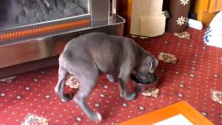 Staffordshire Bull Terrier Puppy Ready For Take Of