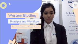 Western Blotting | Principle and Work Flow