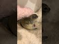ちょっとした事件 #いきちゃん #癒し #リチャードソンジリス #かわいい #ぺぎちゃん #小動物
