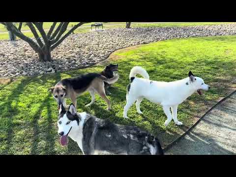 Bert, Oliver, Sasha Marie and Osita at the Delano dog park 