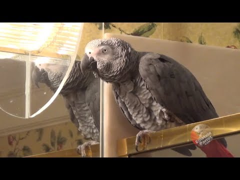 talking-parrot-wants-to-know-"where's-the-mouse"