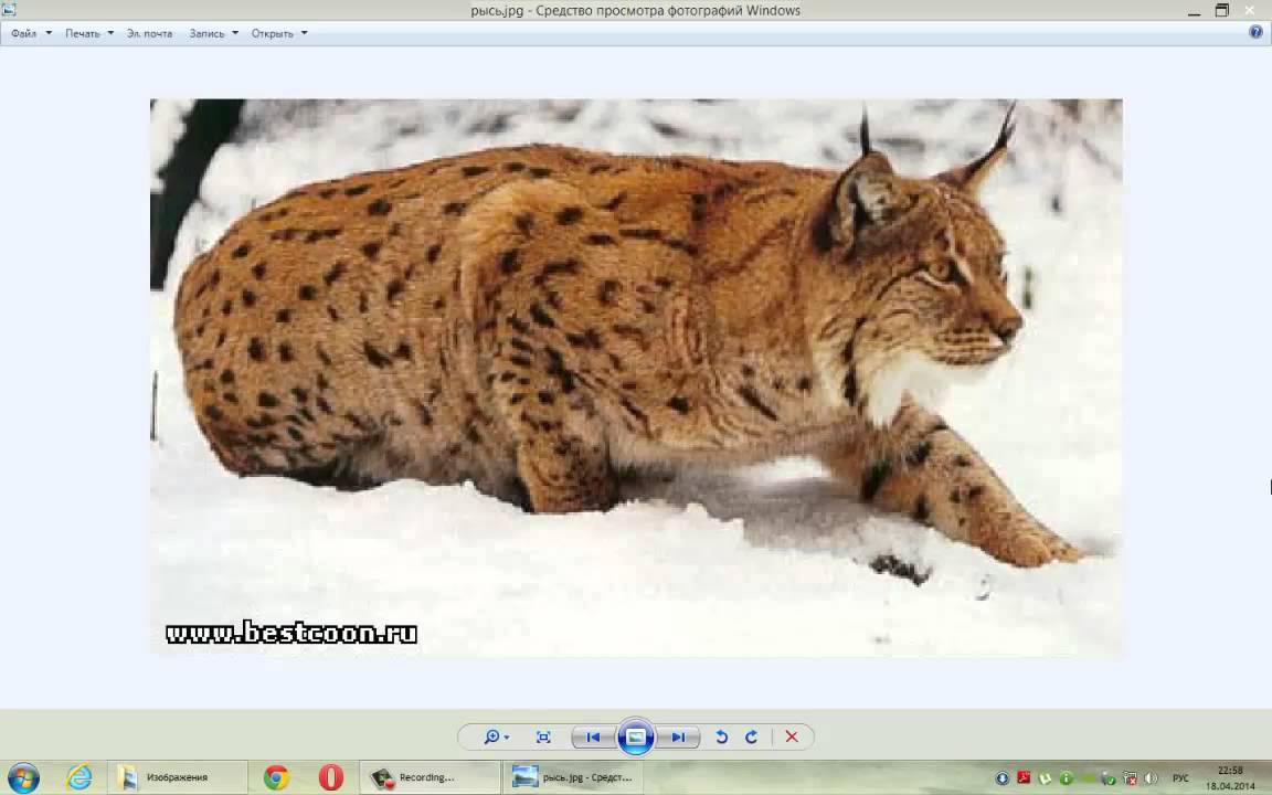 Ребус к слову рысь. Загадка про рыся. Модель слова рысь. Рысь для детей. Рысь транскрипцией.