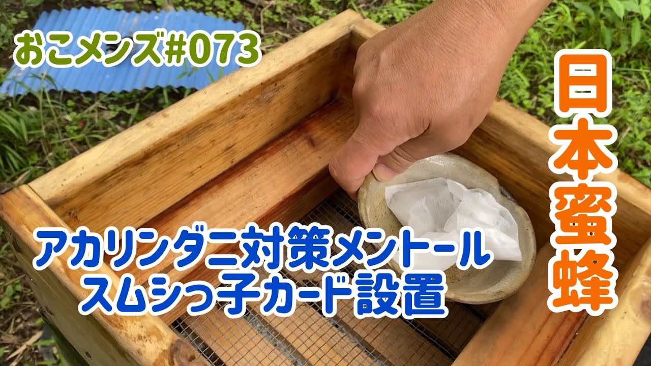 日本蜜蜂 アカリンダニ対策メントール投入　　スムシ対策 スムシっ子カード設置