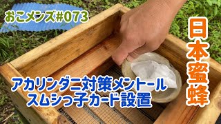 日本蜜蜂 アカリンダニ対策メントール投入　　スムシ対策 スムシっ子カード設置