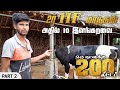 20 HF மாடு வைத்து ஒரு நாளுக்கு 200 லிட்டர் பால் எடுக்க முடியுமா?|Hf cow farm Tamil |Young Vivasayi|