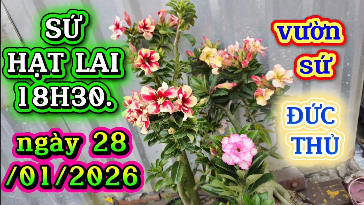 SỨ HẠT LAI , ngày 28/01/2025 ADENIUM ,vườn sứ ĐỨC THỦ zl 05 8383 2400 #bonsai hoa sứ# hoa sứ đức thủ