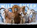 All 8 wild sheep species including 2 controversial