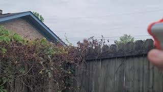 Nerf squirrel!! 043021 by Janet