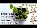 Виноград из семян 3 серия Grape Seed 3 series