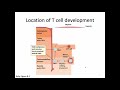 mmunology Fall 2019 Lecture 18: T Cell Development