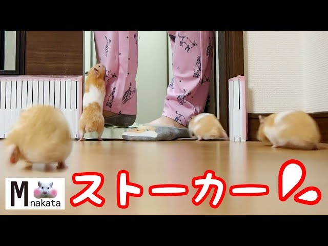 【ハムスター】懐くとこうなる!飼い主にひたすらついてくるストーカーハムスター!おもしろ可愛い癒しStalker hamster that always follows me!